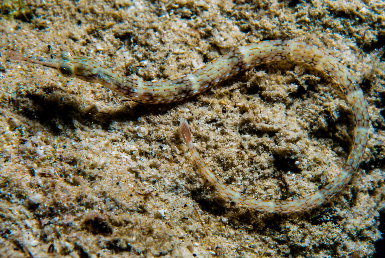 Corythoichthys intestinalis, délicat mais utile Récifal News