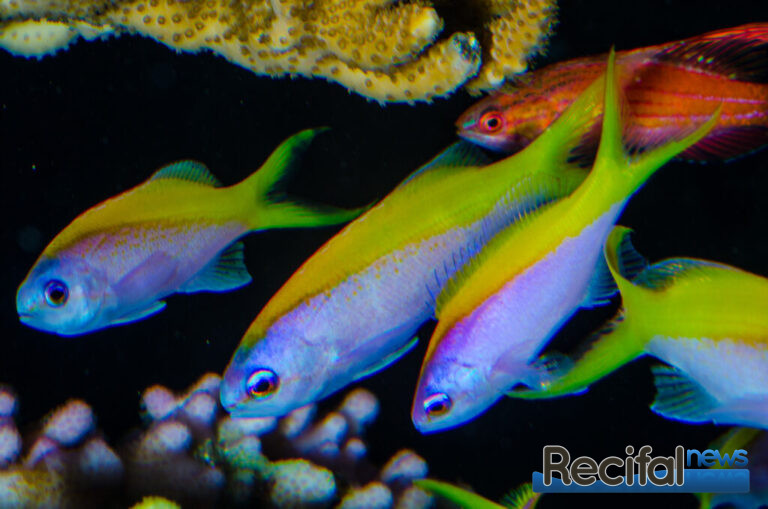 Cette espèce est maintenant Mirolabrichthys evansi