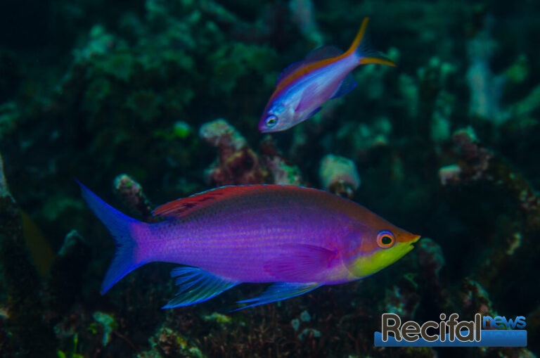 Une paire de Mirolabrichthys tuka