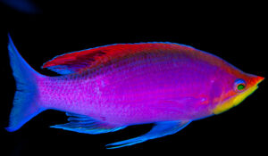 De nombreuses modifications ont eu lieu dans cette famille, comme ce poisson passé du genre Pseudanthias à Mirolabrichthys tuka