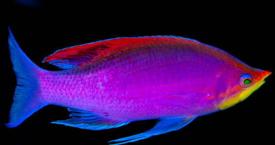 De nombreuses modifications ont eu lieu dans cette famille, comme ce poisson passé du genre Pseudanthias à Mirolabrichthys tuka