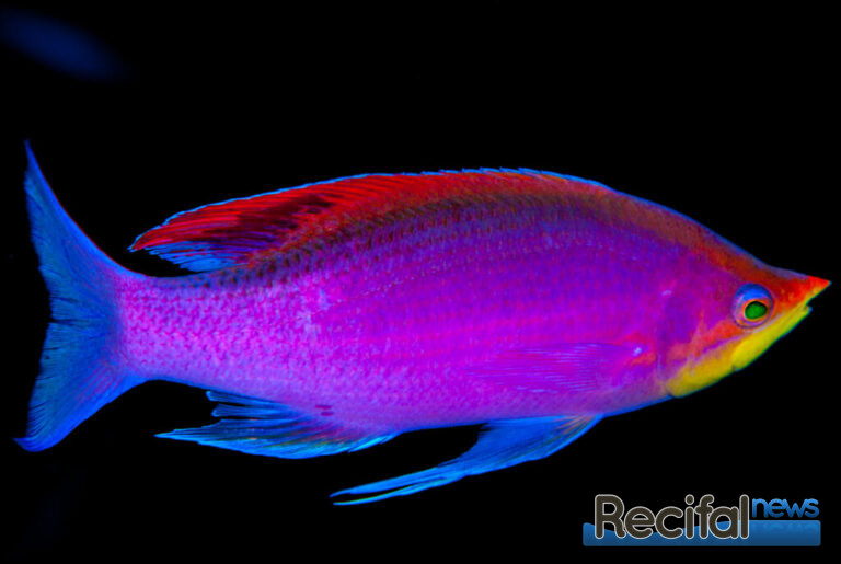 De nombreuses modifications ont eu lieu dans cette famille, comme ce poisson passé du genre Pseudanthias à Mirolabrichthys tuka