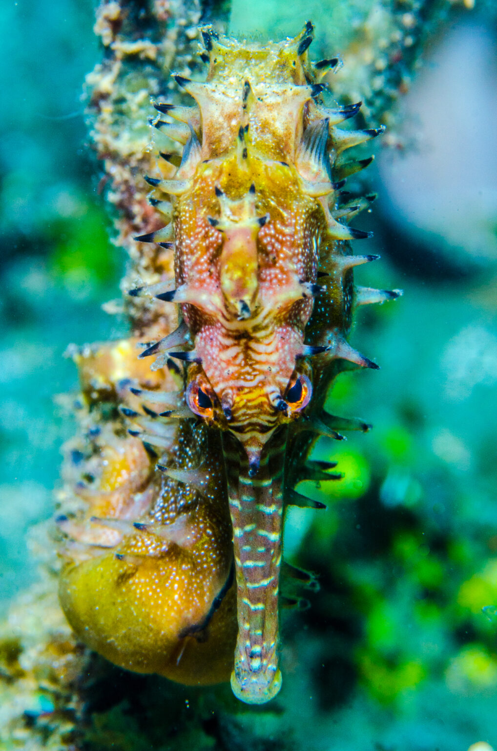 Le génome de l'hippocampe et l'évolution de sa morphologie spécialisée