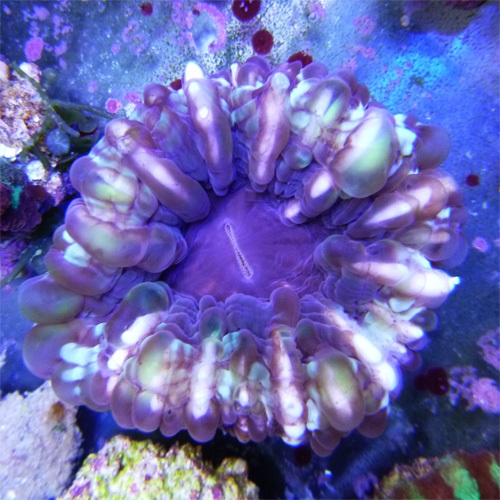 cynari11.jpg