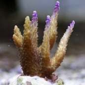 acropora-sp-purple-tip.jpg
