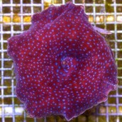 discosoma-sp-red-superman-.jpg