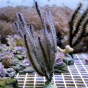 eco-gorgs-pterogorgia-guadalupensis.jpg
