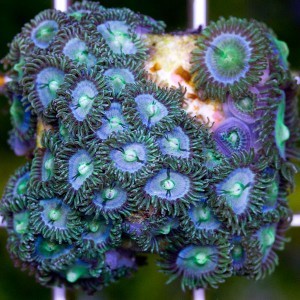 zoanthus_sp_florida_vice_zoa.jpg
