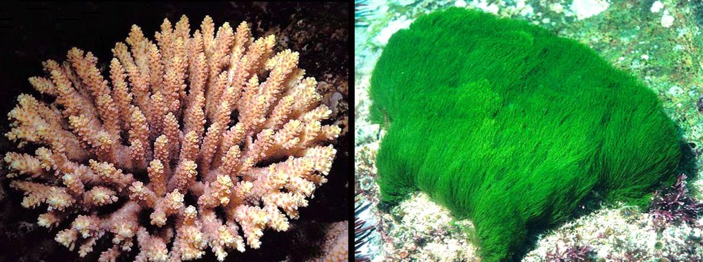 Acropora_Chlorodesmis.jpg