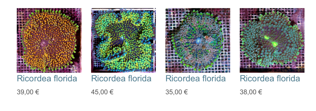 coral-biome-img03.png