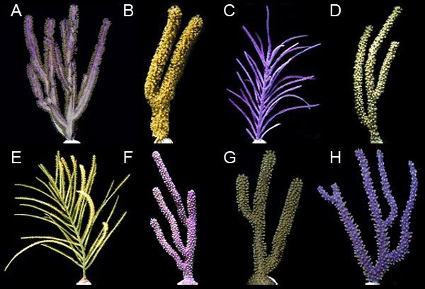438-purple-candelabra-eco-gorg-plexaura-flexuosa.jpg