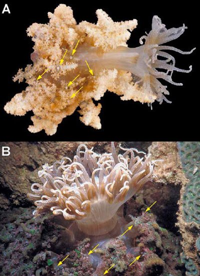Figure-2.-Morphology-of-P-semoni.jpg