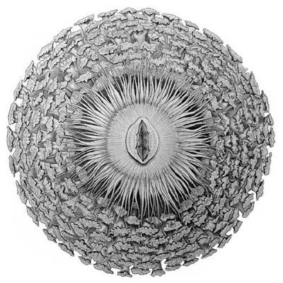 Holotype-P-semoni.jpg