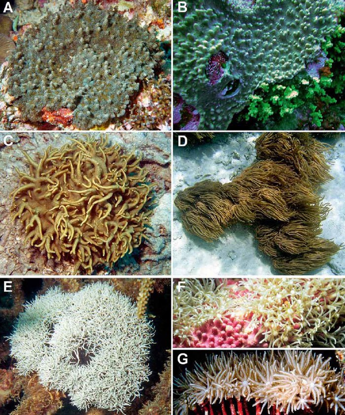 Soft-coral-mimicry-1.jpg