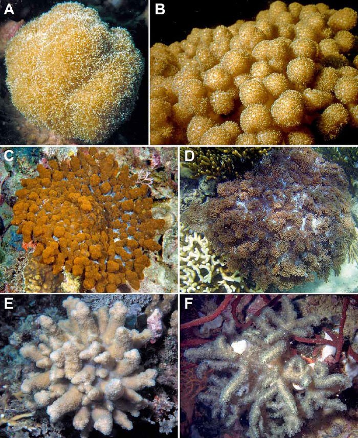 Soft-coral-mimicry-2.jpg