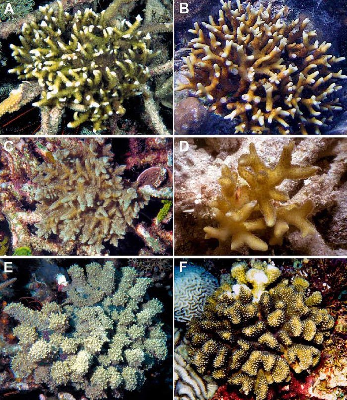 Stony-corals-mimicry.jpg