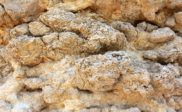 Acropora_deposit.jpg