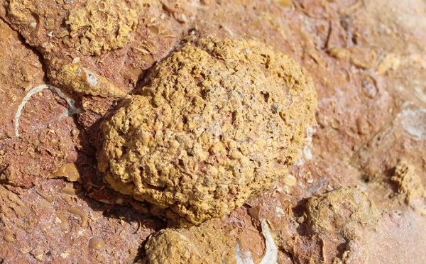 Coralline.jpg