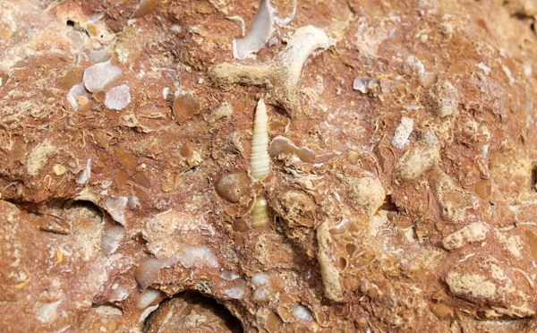 Mollusc_assemblage.jpg