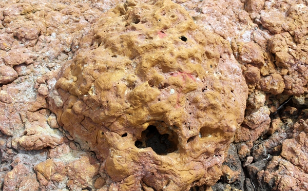 Porites.jpg