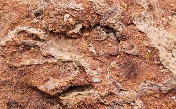 Turbinaria.jpg