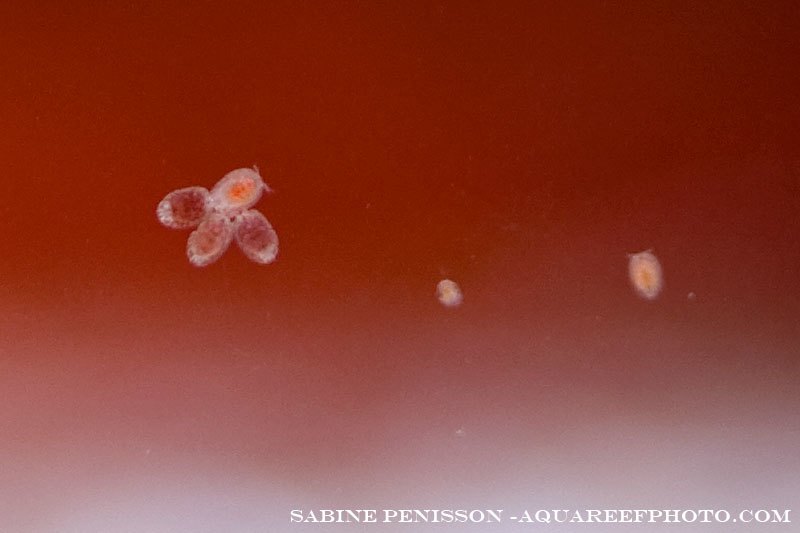 copepode3873_260209.jpg