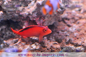 Image0012.png