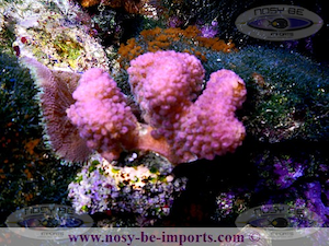 Image0103.png