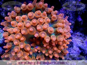 Image0245.png