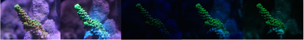 acropora.jpg