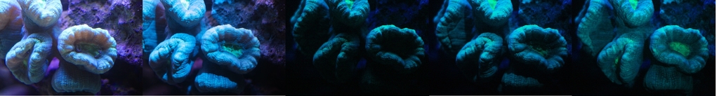 caulastrea.jpeg