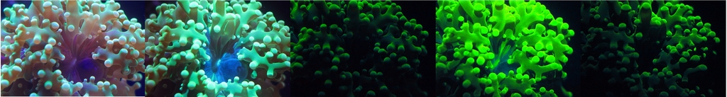 euphyllia.jpeg