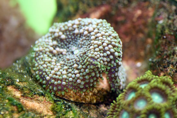 Coralplug1.jpg