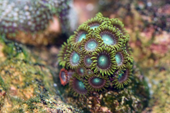 Coralplug2.jpg