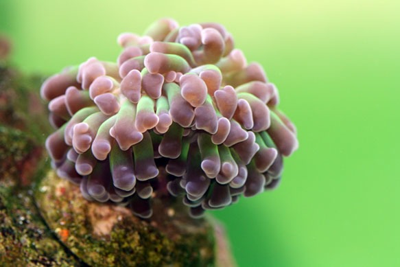 Coralplug3.jpg