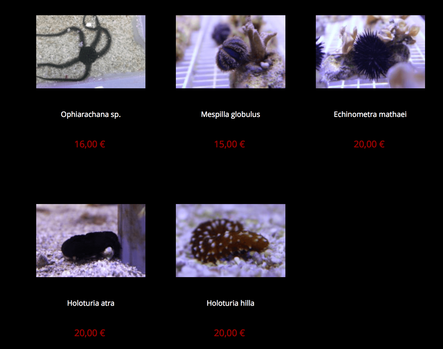 provence-corail-img04.png