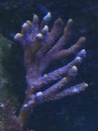 divers1.png