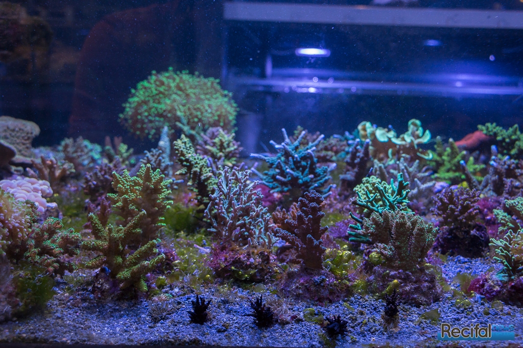 recifal-store-img18.jpg