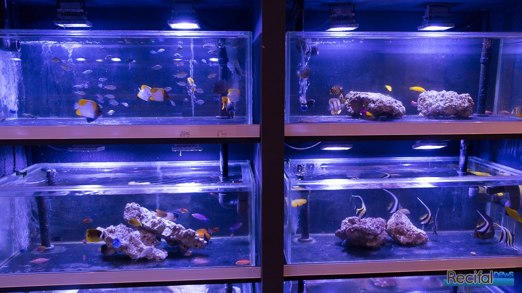 recifal-store-img32.jpg