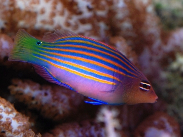 Pseudocheilinus-hexataenia.jpg