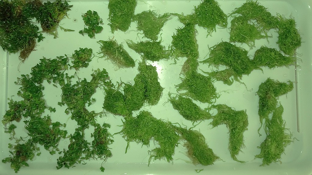 hydrocotyle_japan_utricularia_graminifol