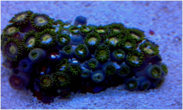 160473zoanthussouvre.jpg
