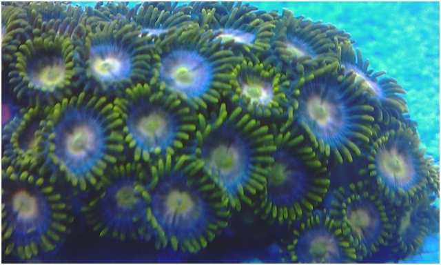182582zoanthusouvert.jpg