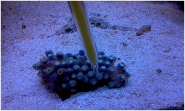 340834zoanthusanourrir.jpg