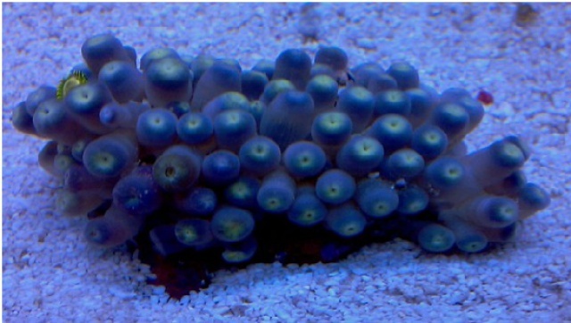 397355zoanthusfermer.jpg