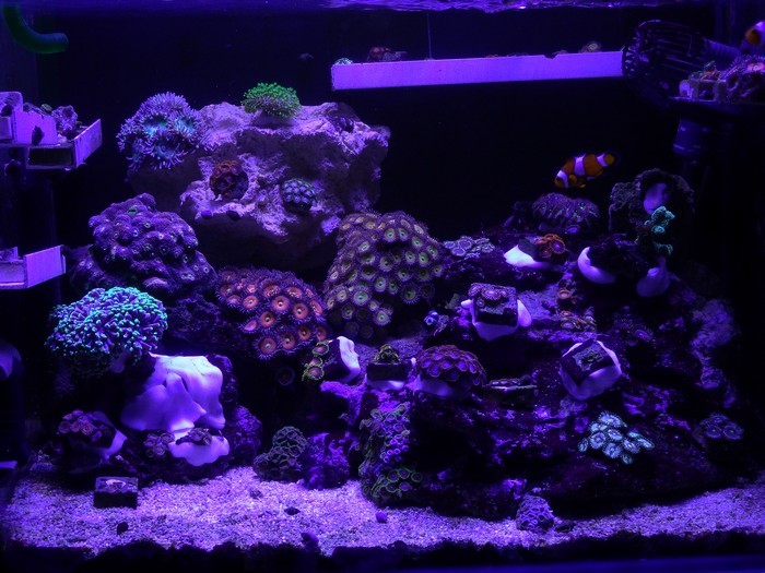 tunze-coral-rack-bacentier.JPG